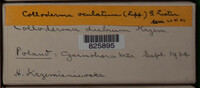Image Associated With the Occurence